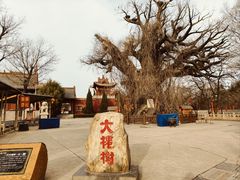 -大槐树寻根祭祖园