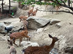 -栾川竹海野生动物园