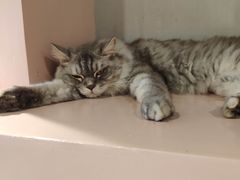 -猫儿山۰猫主题餐厅