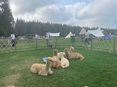 -黄海国家森林公园