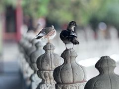 -颐和园