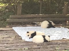 景点-成都大熊猫繁育研究基地