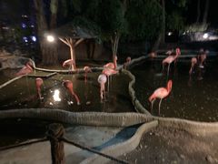 -清迈夜间动物园