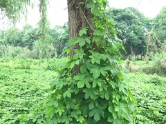 -白鹭湾湿地公园