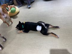 -逗柴咖啡屋·狗咖猫咖宠物桌游