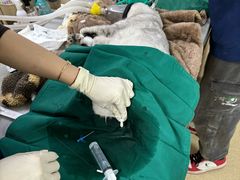 -爱侣宠医·鹦鹉专科·小型哺乳类·异宠专科(灵石路店)