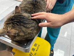 -中农大我爱我爱动物医院·核磁CT·猫病·24小时夜诊中心(石佛营店)