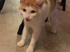 -Devils’ Brewery小恶魔精酿啤酒(泛海美式熏肉店)