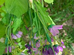 -哈密回王府景区