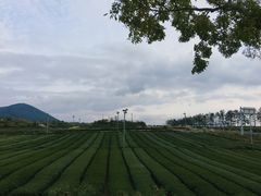 -雪绿茶博物馆