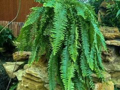 -国家植物园南园