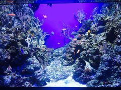 景点-新加坡海洋生态馆