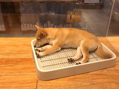 -狗道宠物(常熟印象城店)
