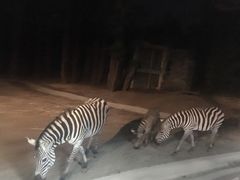 -清迈夜间动物园