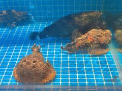 -驻海渔市(置信店)