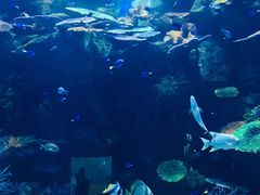 -暹罗海洋世界
