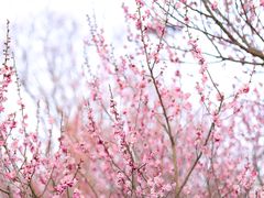 -梅花山(明孝陵内)