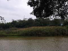 -南宁良凤江国家森林公园