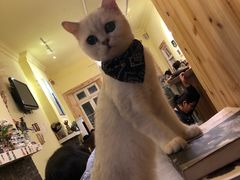 -猫色咖啡·猫咖