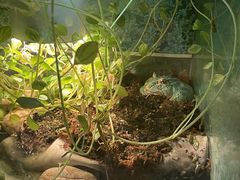 -上海大自然野生昆虫馆