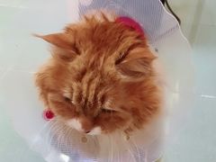 -宠颐生中康贝怡动物医院