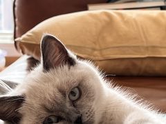 -猫大福·Fortune Cat猫舍(百子湾店)