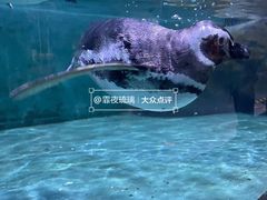 -重庆欢乐海底世界