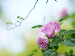 -重庆平顶山公园