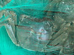 -王四营海鲜市场