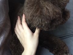 -犬也宠物造型(恒茂国际都会商业街店)