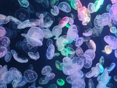 -海合安成都极地海洋公园
