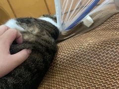 -瑞派名望志远动物医院·猫科·內科·异宠专科(直港大道店)