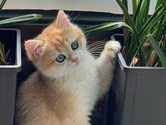 -东方名猫馆·英短金渐层布偶猫舍(环线广场1号楼店)