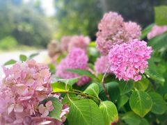 -上海滨江森林公园