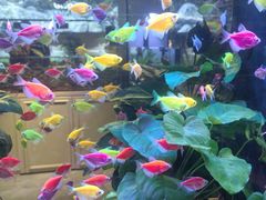 -山东柏宁水族批发广场