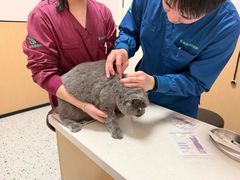 -瑞派康怡24h宠物医院·犬猫医疗中心·微创绝育(瑞景分院)