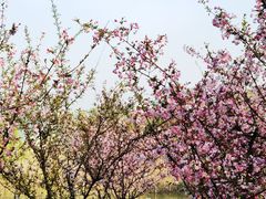 -上海吴淞炮台湾国家湿地公园