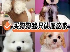 -翊宠yipet猫狗购宠庄园犬舍•猫舍