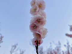 -无锡梅园公园