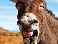 -元鼎宝驴香·全驴宴(江宁店)