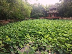 -房湖公园