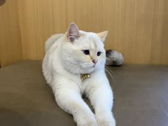 -小伙伴宠物医院•急重症转诊中心·老年专科·犬猫全科(北大街总院)