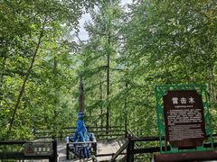 -莫尔道嘎国家森林公园