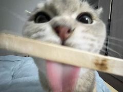 -宠颐生汉谟拉比宠物医院