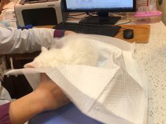 -宠爱国际动物医院·消化内科·心肾内科·ISFM猫友好(望京店)