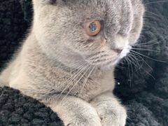 -安安宠医·安宠宠物医院