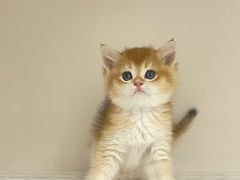 -lincat·猫舍(广州店)