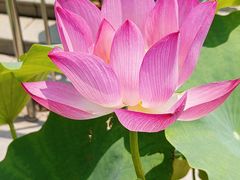 -莲花池公园