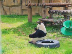 -上海野生动物园