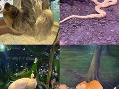 -正佳雨林生态植物园